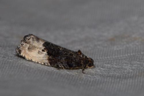 Hedya nubiferana